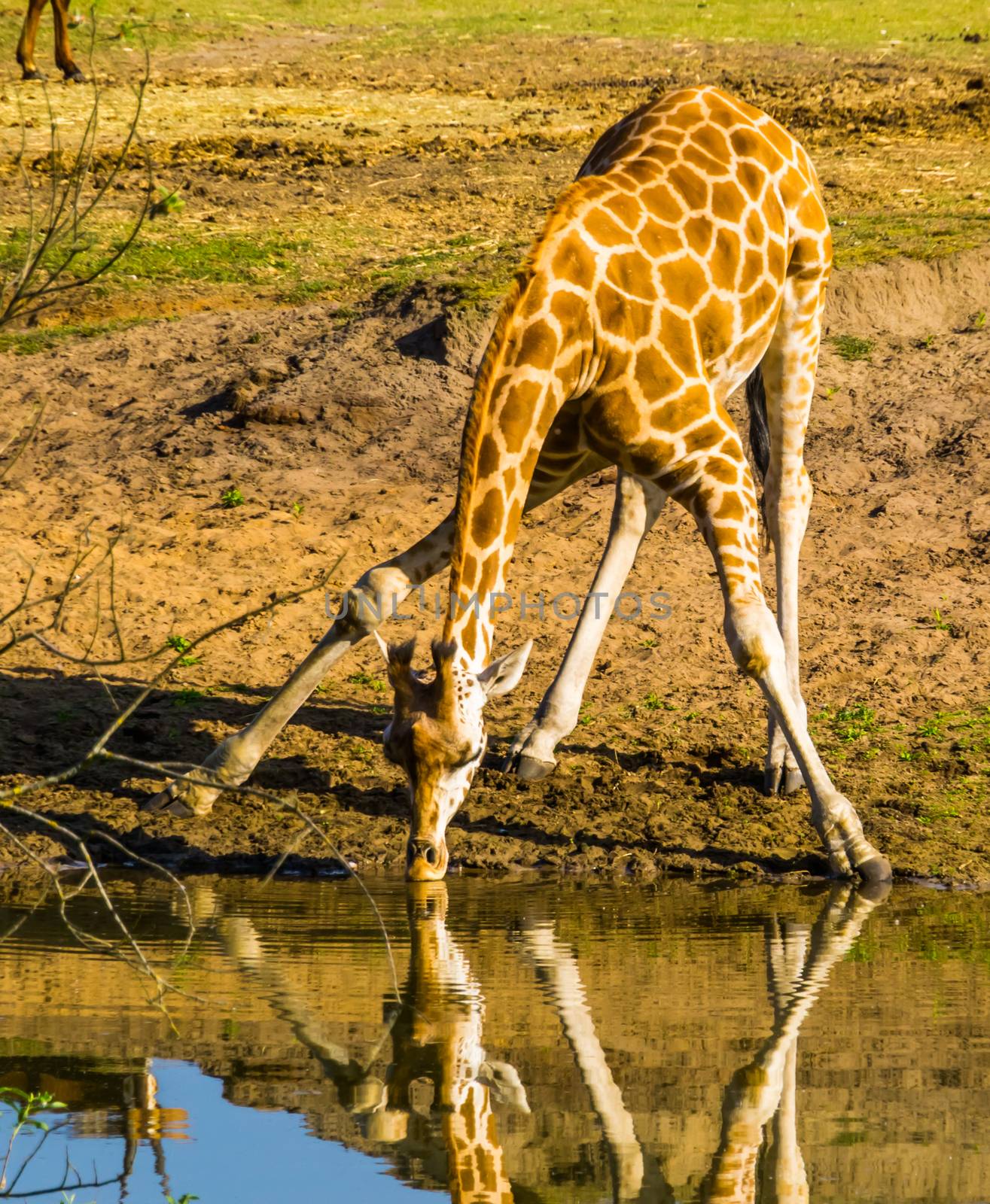 Nubian giraffe standing in a funny split pose while drinking water from the lake, Critically endangered animal specie from Africa by charlottebleijenberg