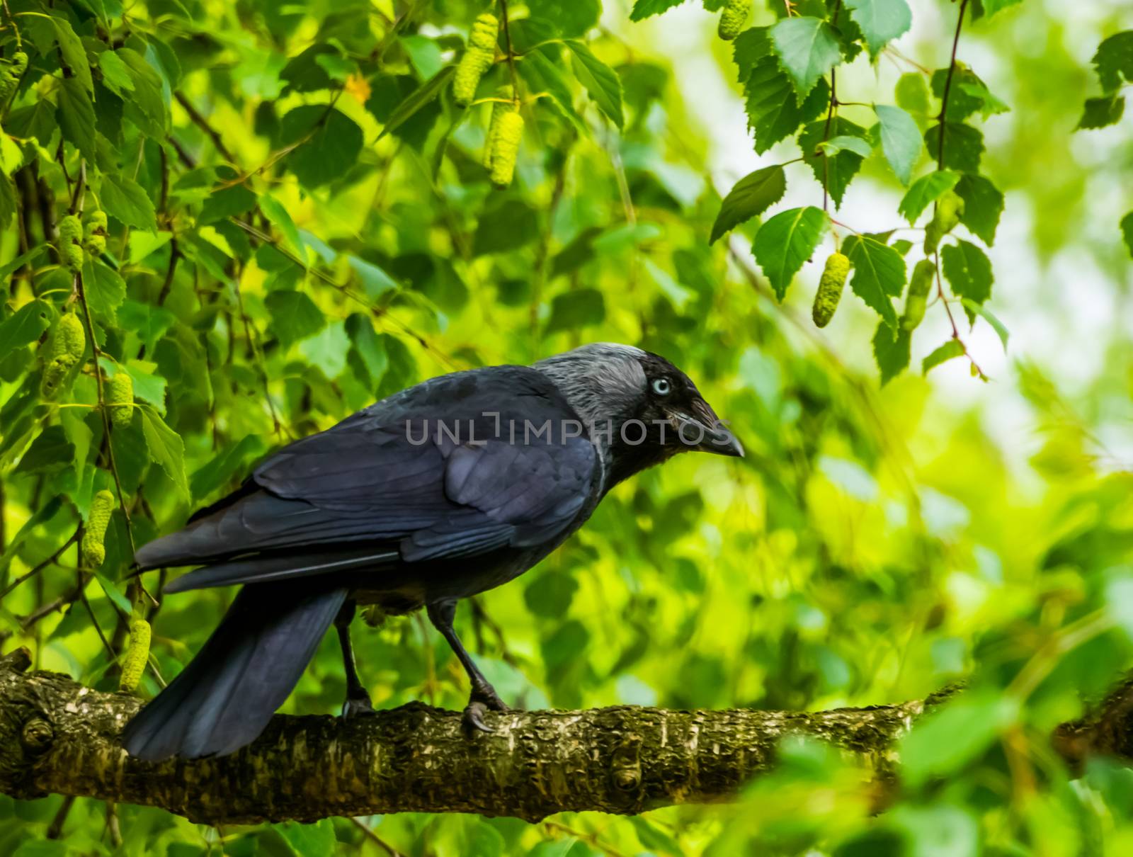 closeup portrait of a black crow sitting on a tree branch in a tree, Nature background, common cosmopolitan bird species by charlottebleijenberg