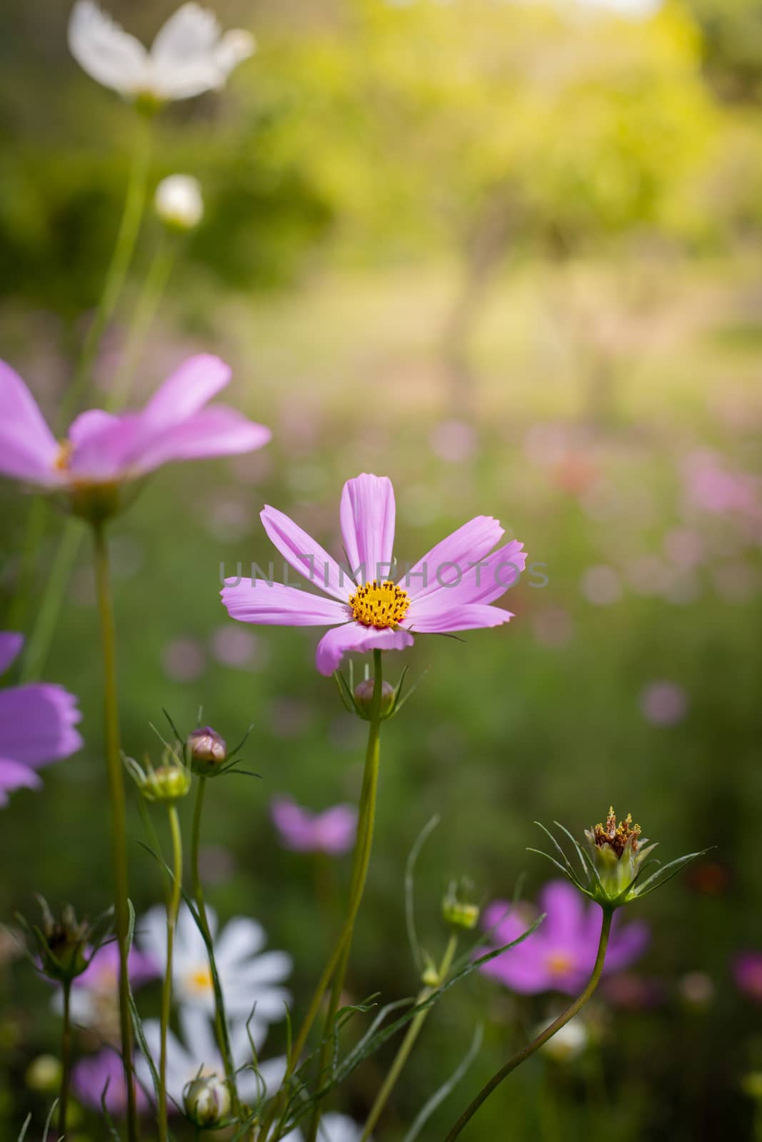 The background image of the colorful flowers, background nature