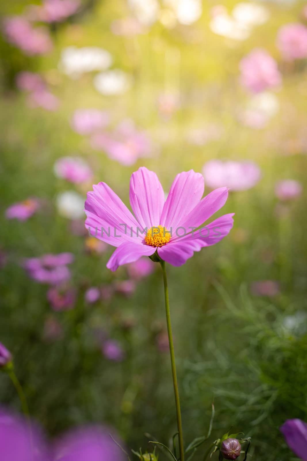 The background image of the colorful flowers, background nature