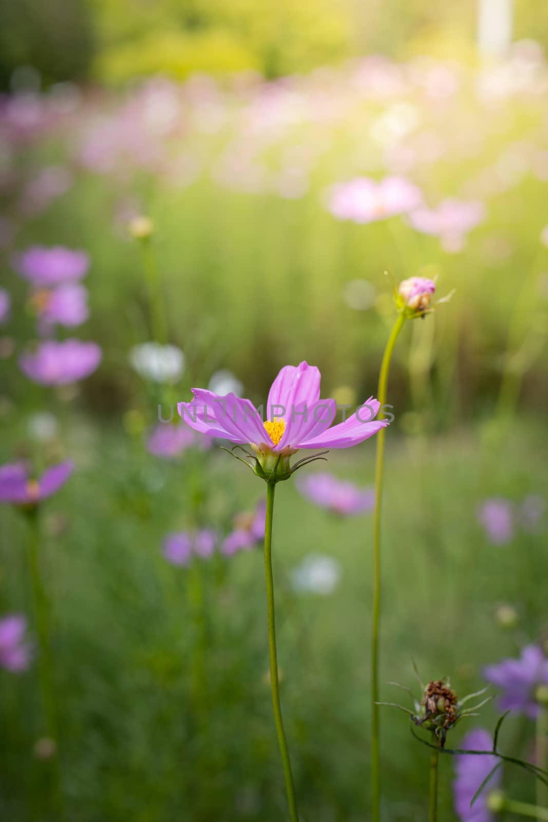 The background image of the colorful flowers, background nature