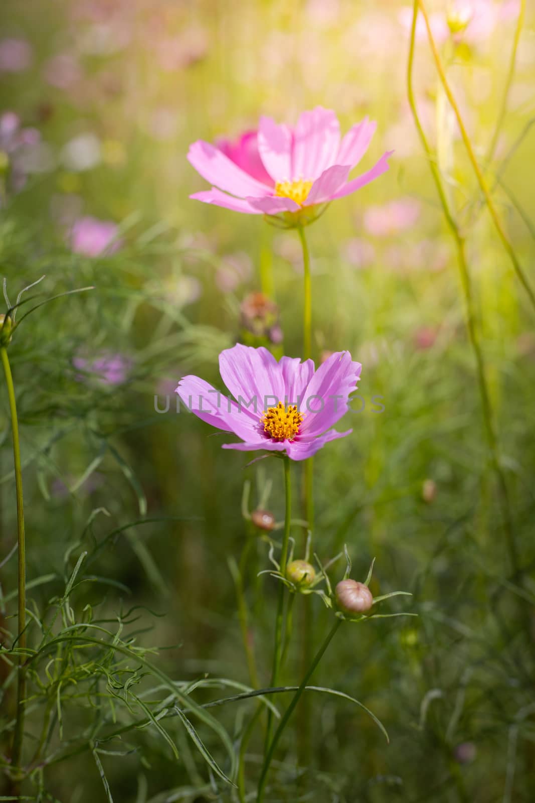 The background image of the colorful flowers, background nature