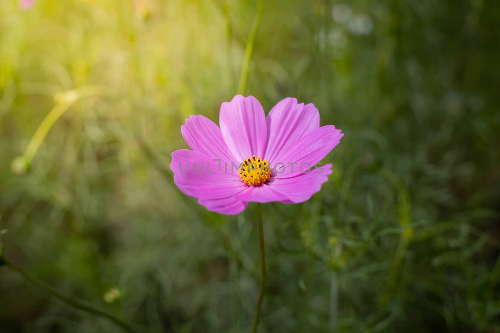 The background image of the colorful flowers, background nature