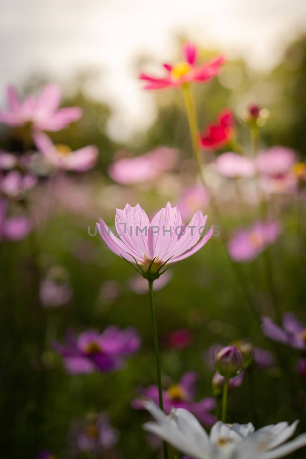 The background image of the colorful flowers, background nature