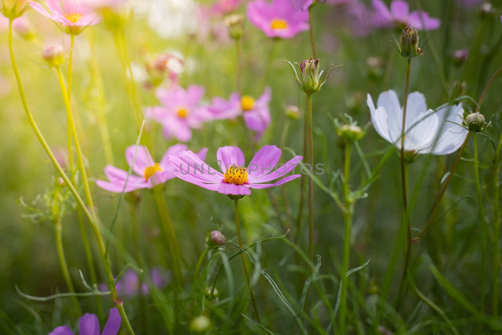 The background image of the colorful flowers, background nature