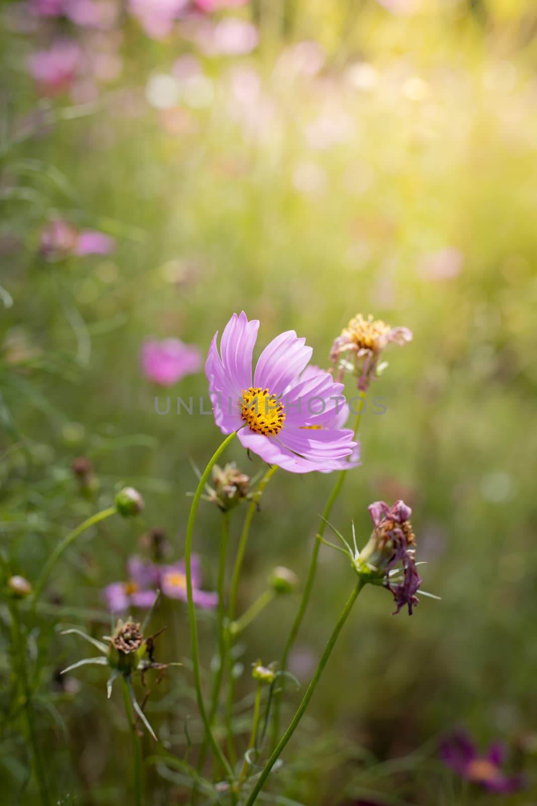 The background image of the colorful flowers, background nature