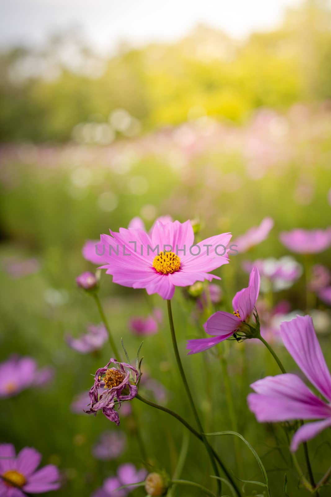 The background image of the colorful flowers, background nature