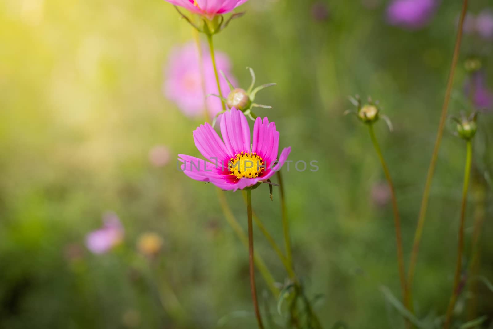 The background image of the colorful flowers, background nature