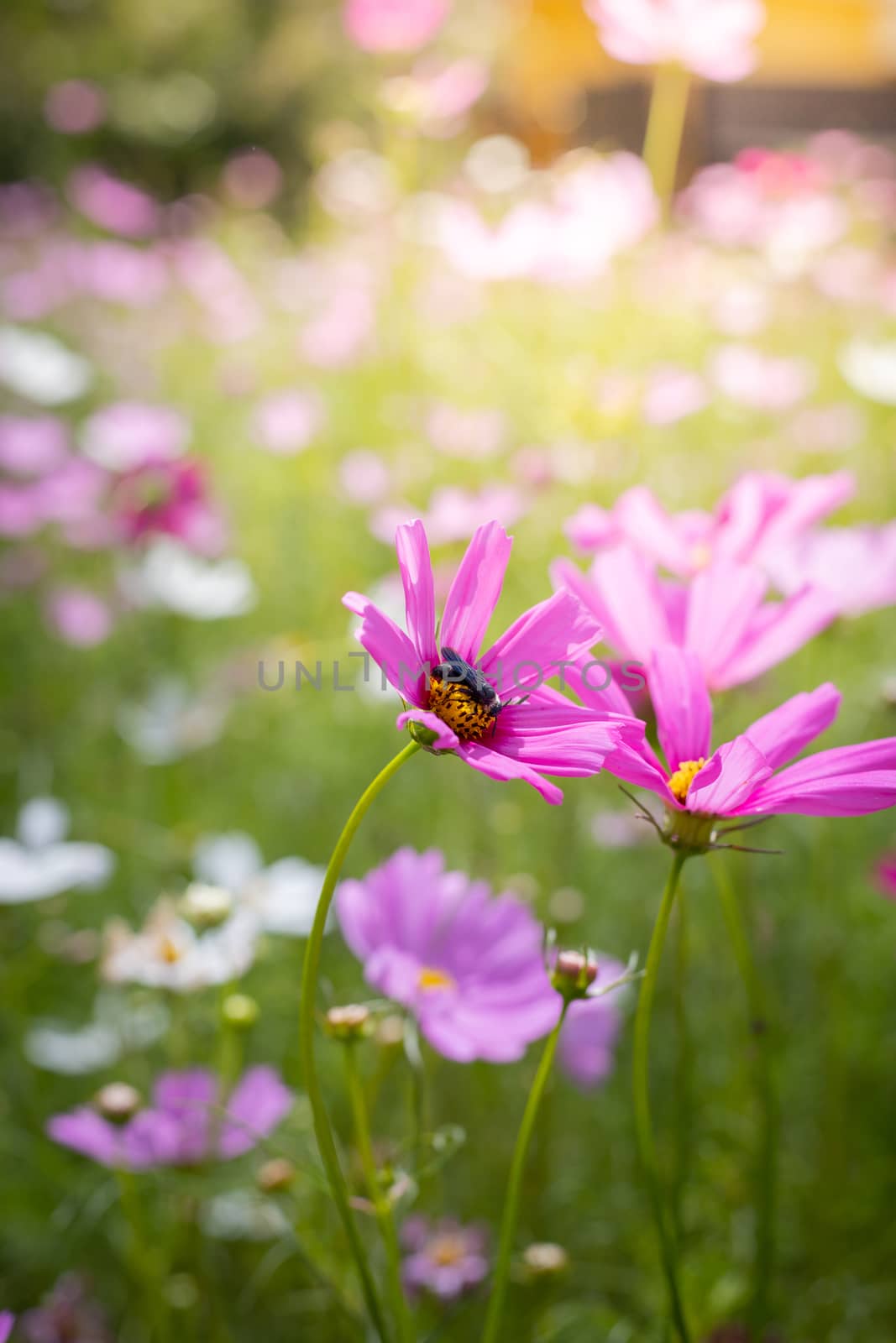 The background image of the colorful flowers, background nature