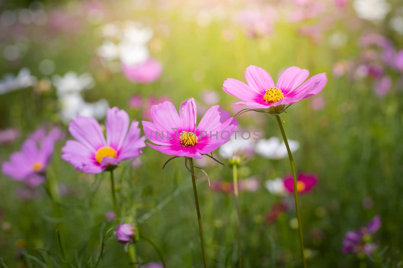 The background image of the colorful flowers, background nature
