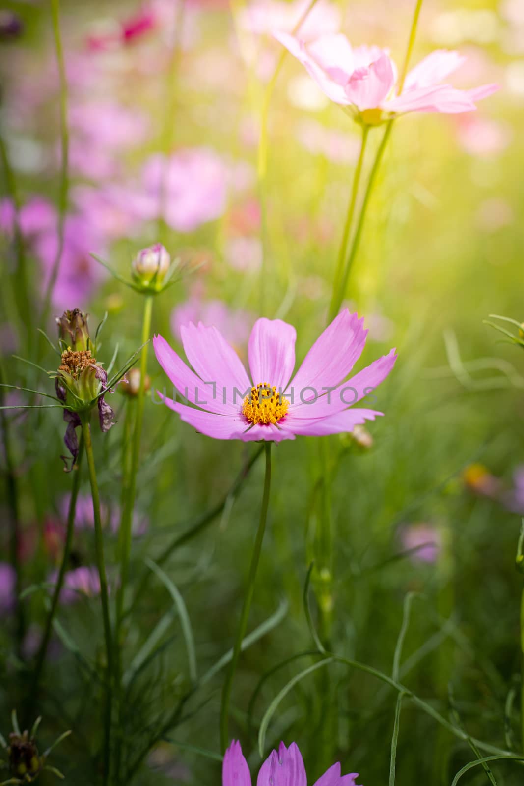 The background image of the colorful flowers, background nature