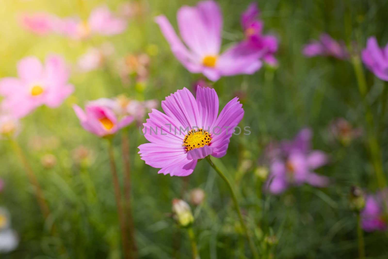 The background image of the colorful flowers, background nature