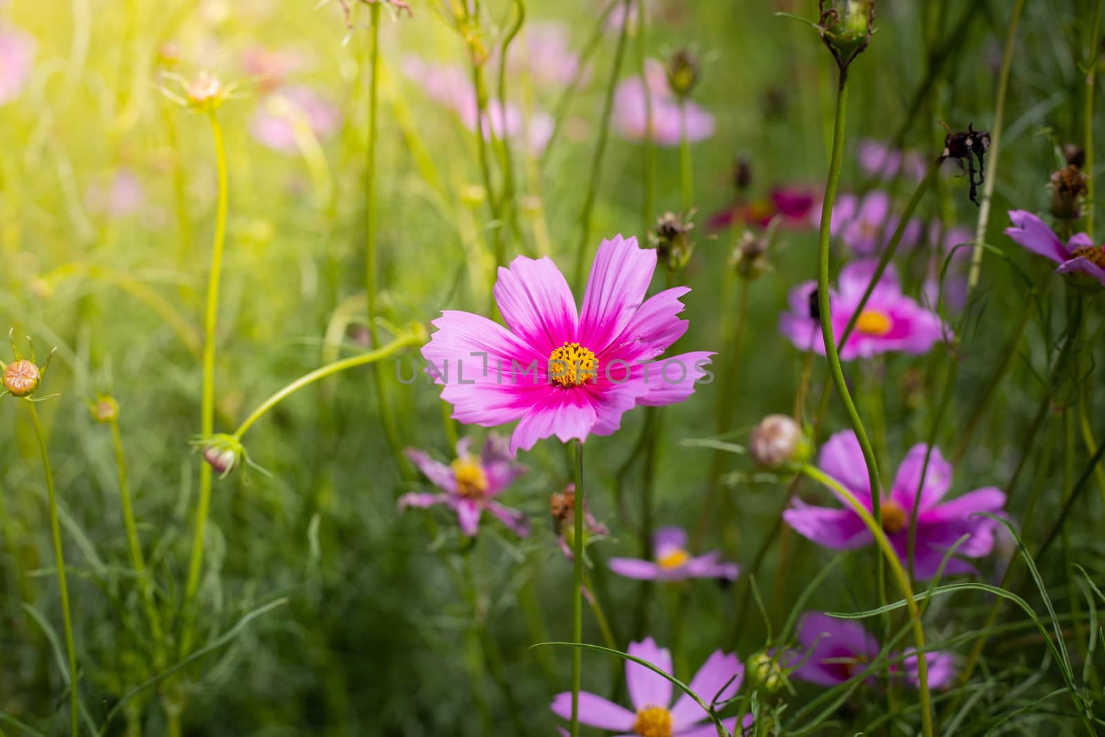 The background image of the colorful flowers, background nature