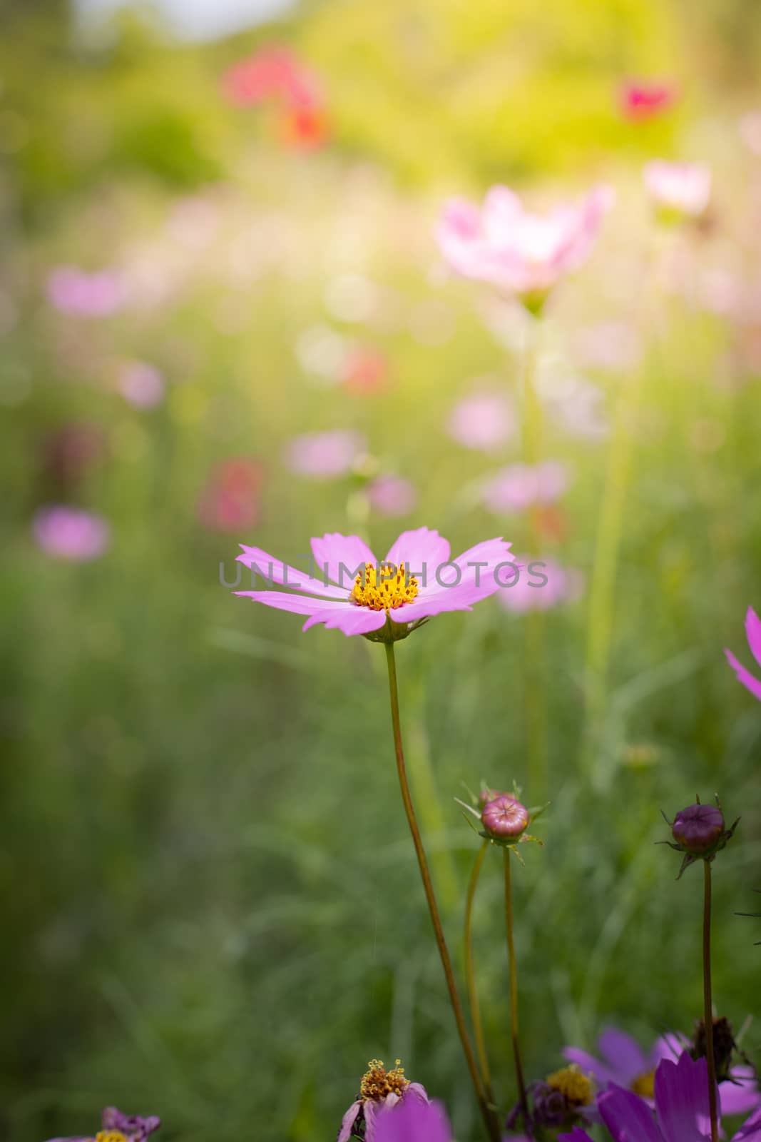 The background image of the colorful flowers, background nature