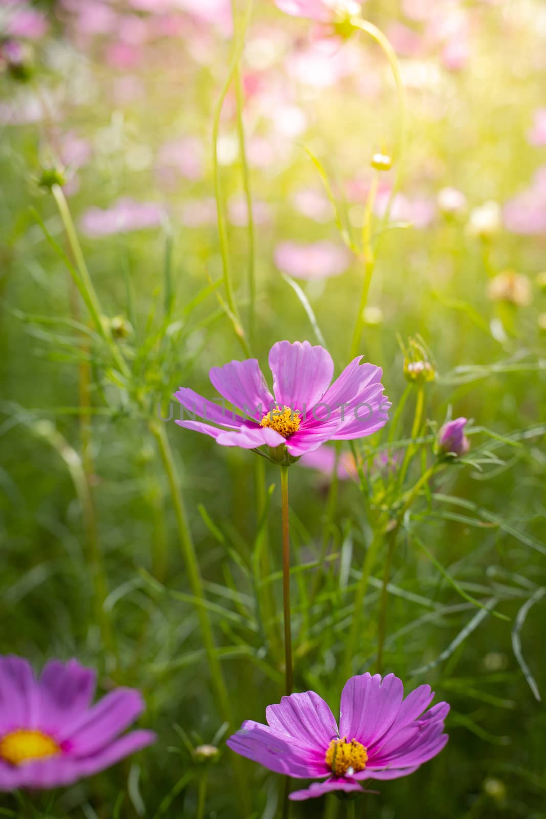 The background image of the colorful flowers, background nature