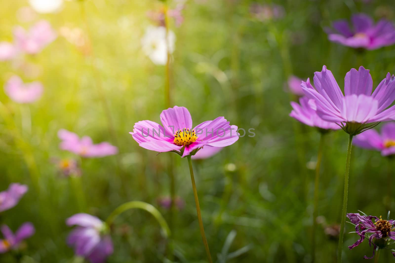 The background image of the colorful flowers, background nature