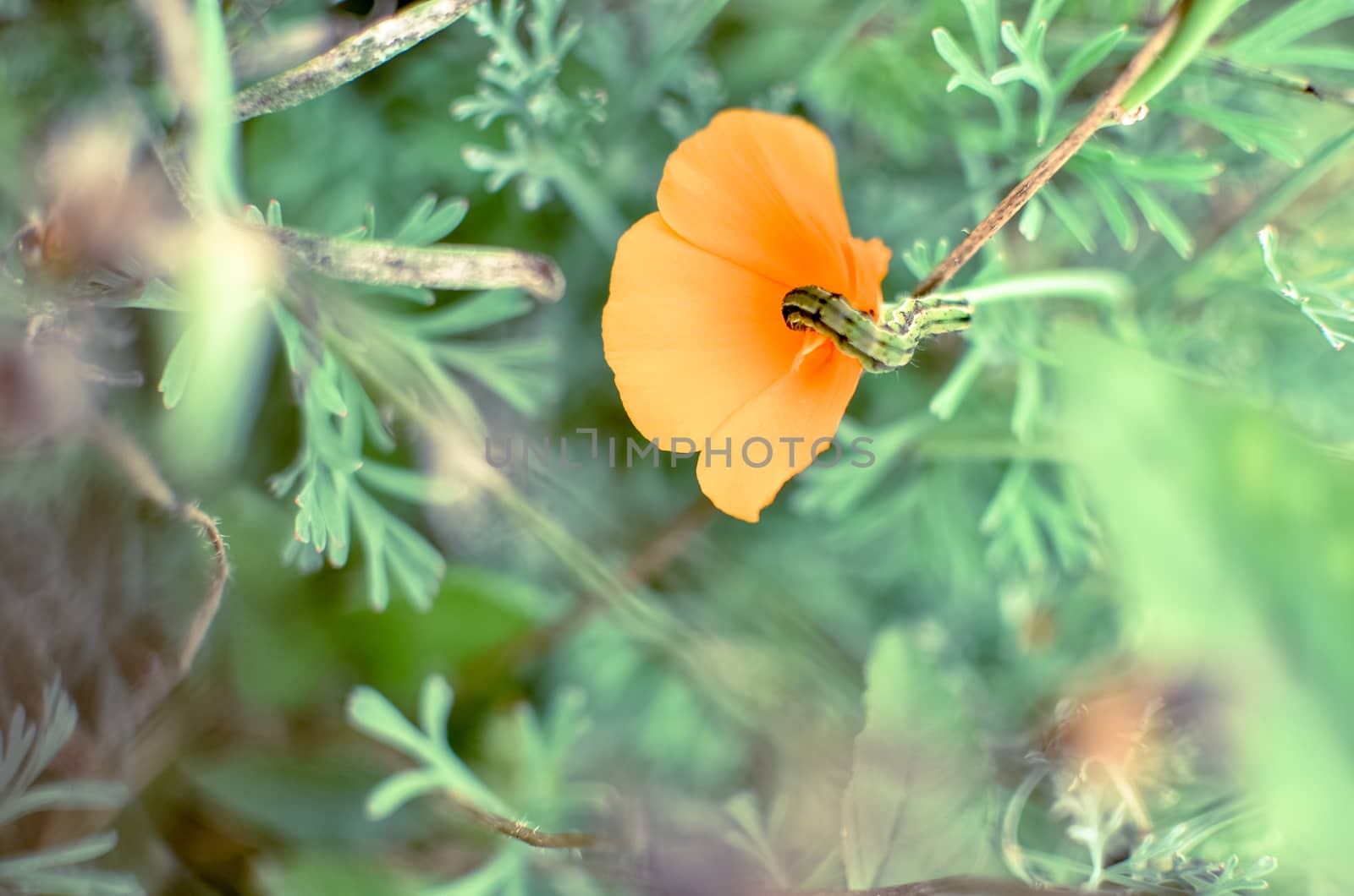 Orange eschscholzia on the green meadow closeup with blured background and caterpillar