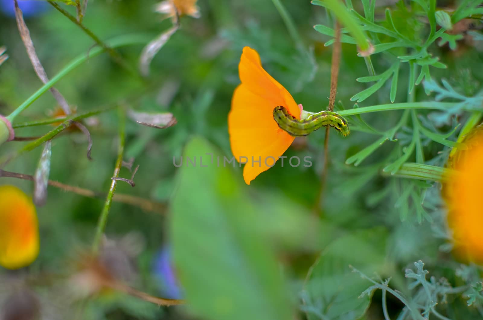 Orange eschscholzia on the green meadow closeup with blured background and caterpillar