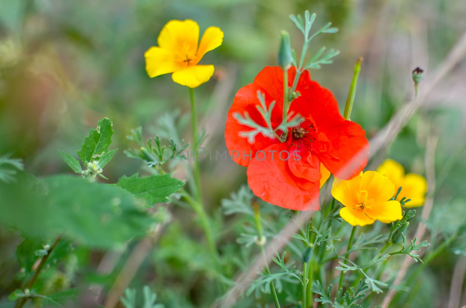 Californian poppy Eschscholzia californica, golden poppy, California sunlight and red poppy. Close up of flowering meadow flowers. Soft focus