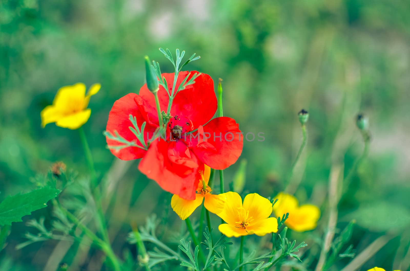 Californian poppy Eschscholzia californica, golden poppy, California sunlight and red poppy. Close up of flowering meadow flowers. Soft focus