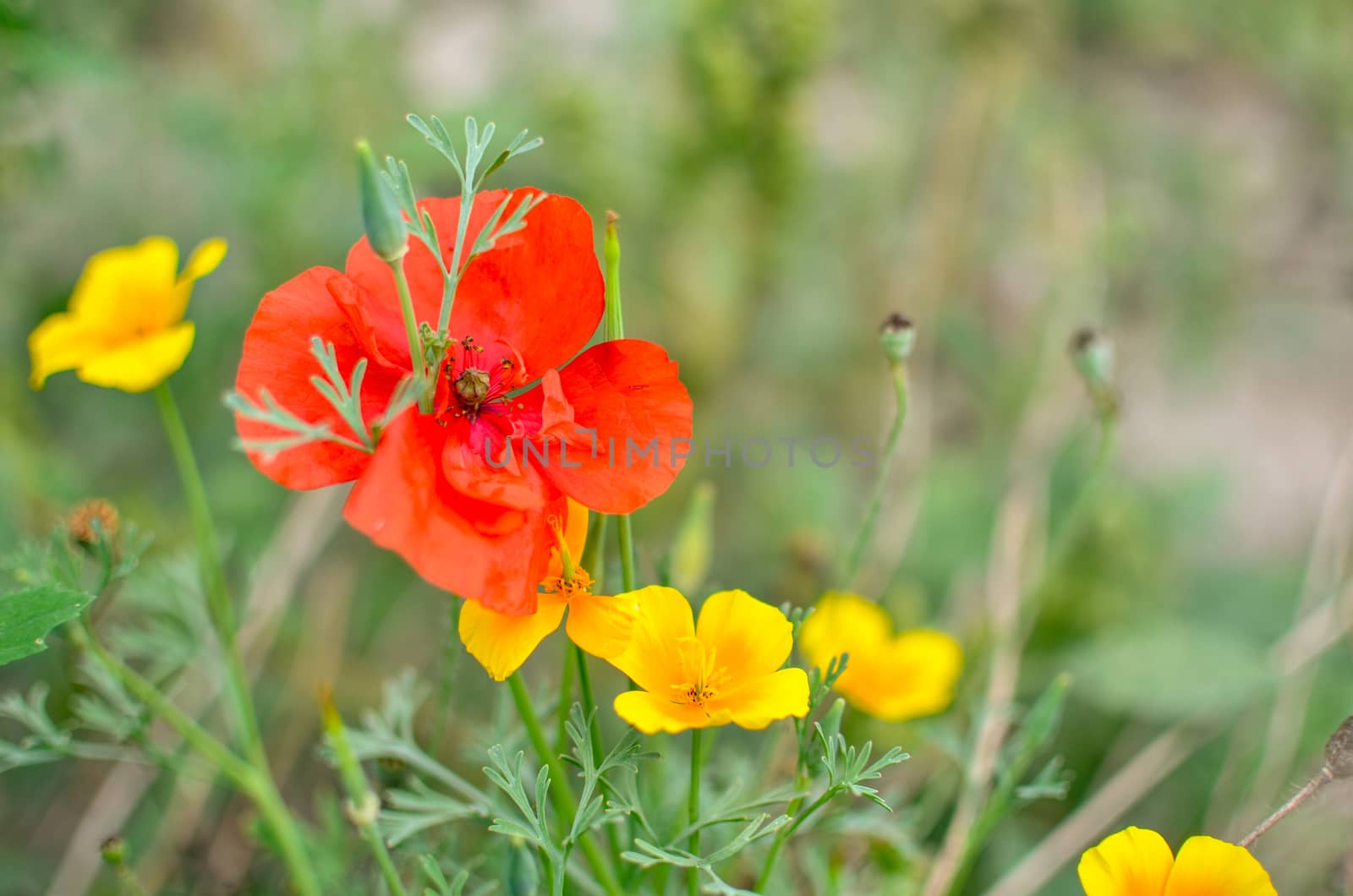 Californian poppy Eschscholzia californica, golden poppy, California sunlight and red poppy. Close up of flowering meadow flowers. Soft focus