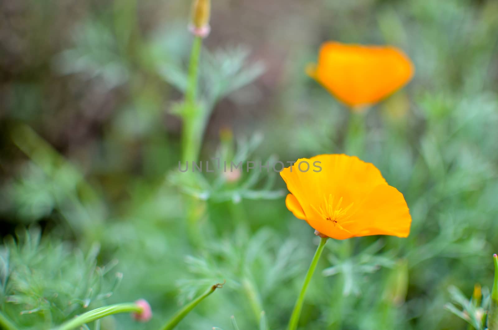 Orange eschscholzia on the green meadow closeup with blured background