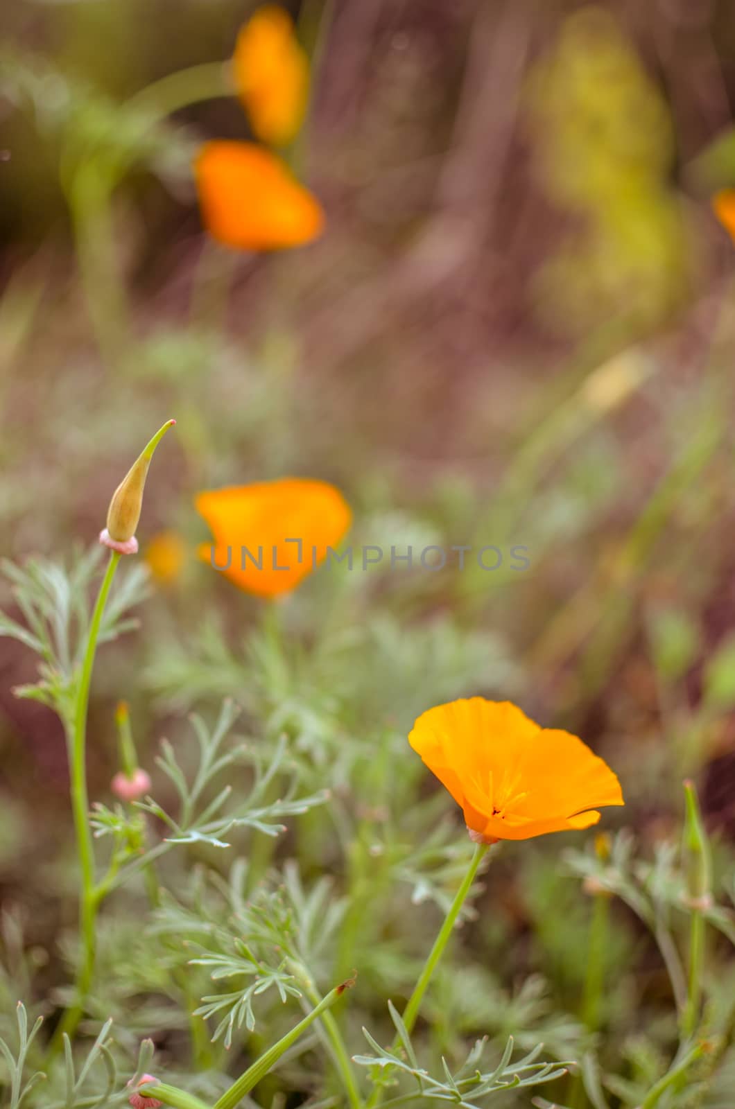 Orange eschscholzia on the meadow closeup with blured background by kimbo-bo