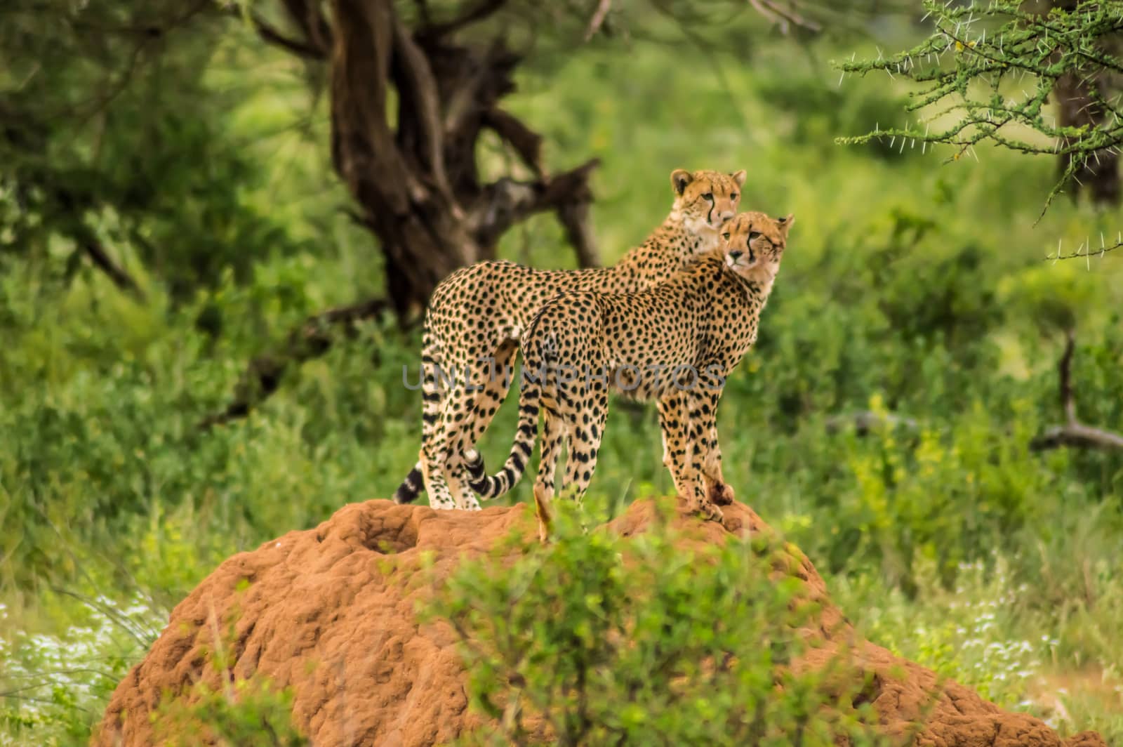 Two cheetahs perched on a termite mound  by Philou1000