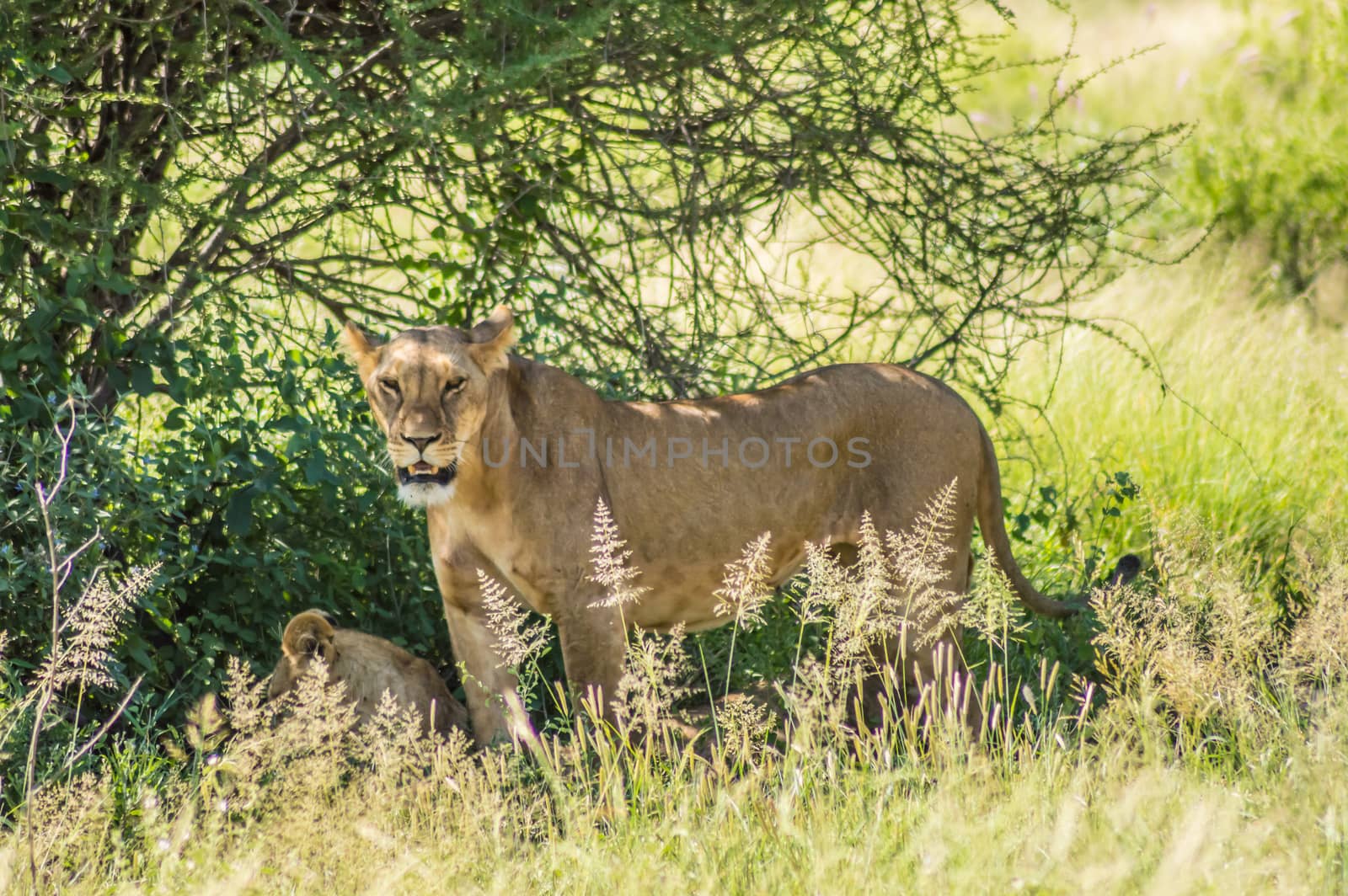 Lioness under a tree in the savannah  by Philou1000