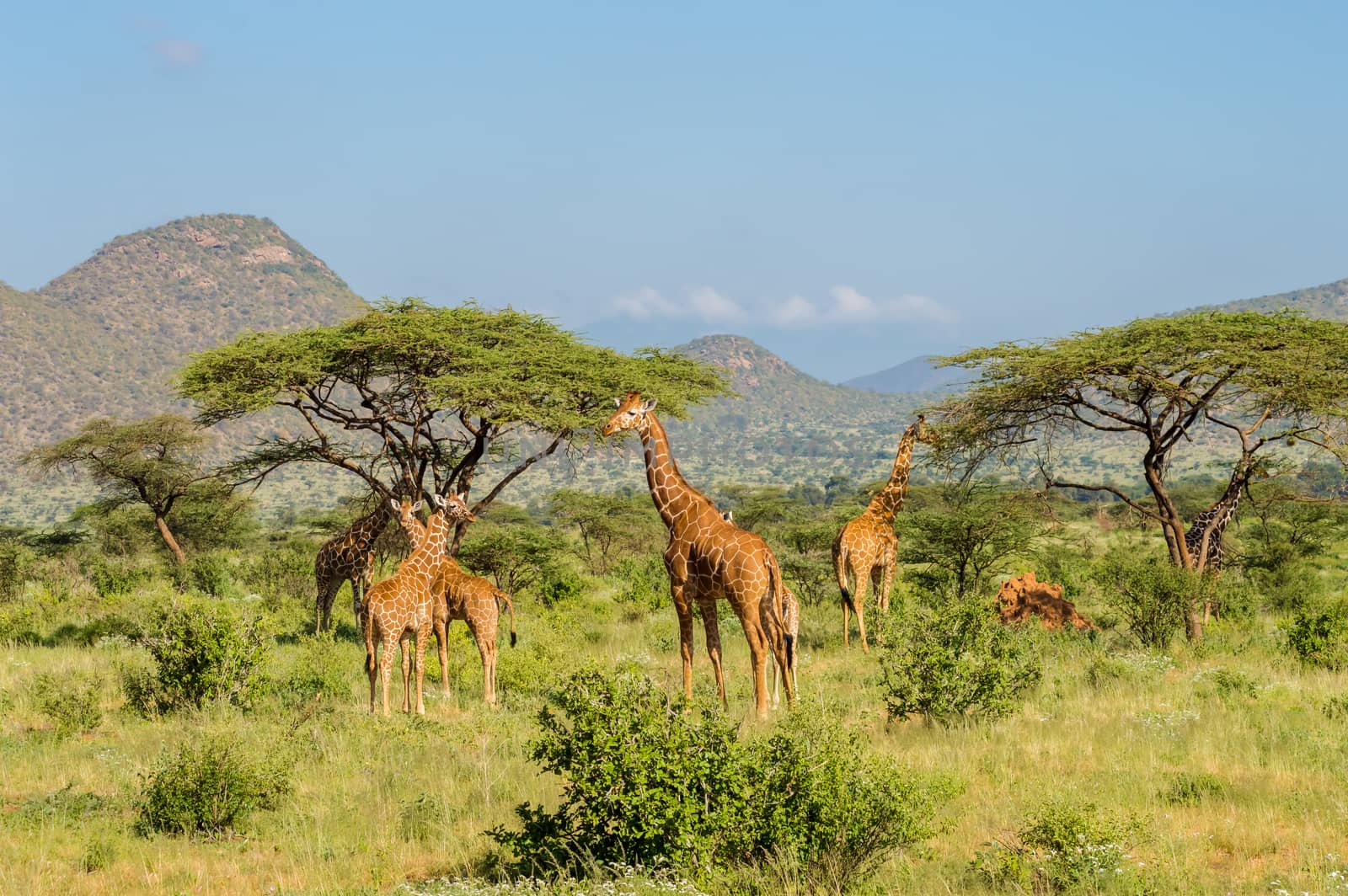 Flocks of giraffes in the savannah of Samburu Park in central Kenya