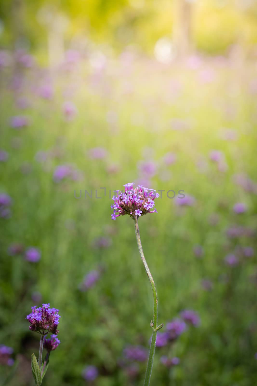 The background image of the colorful flowers, background nature