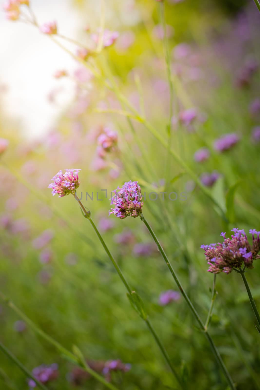 The background image of the colorful flowers, background nature