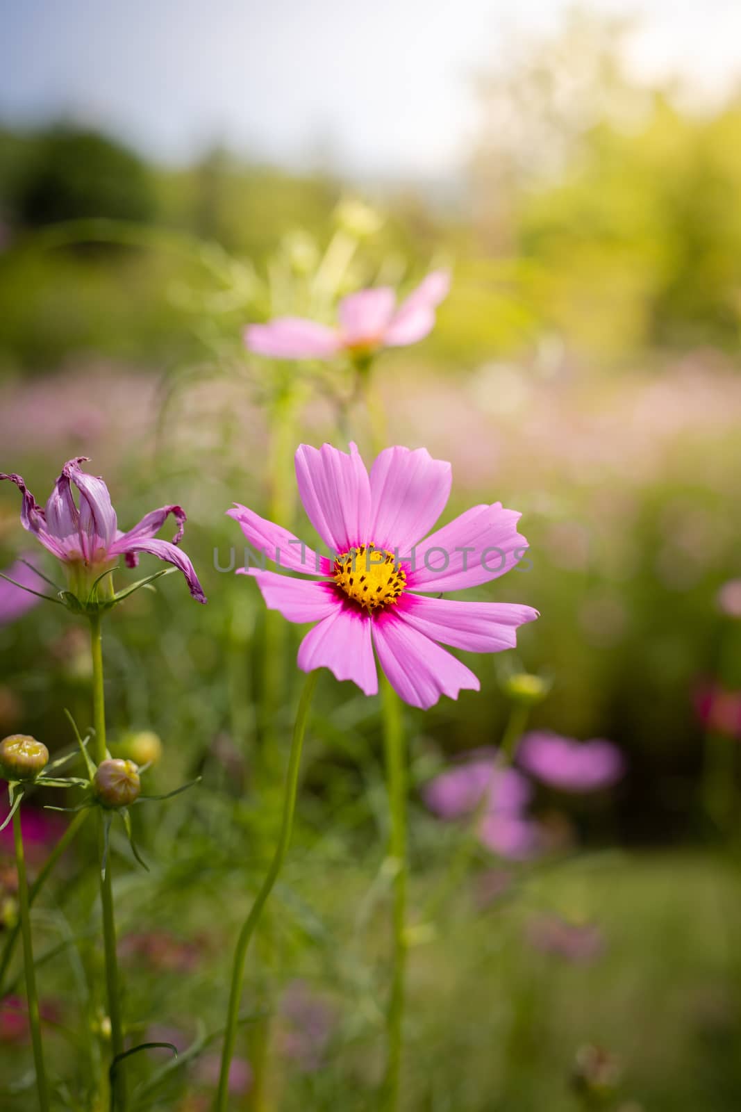 The background image of the colorful flowers, background nature