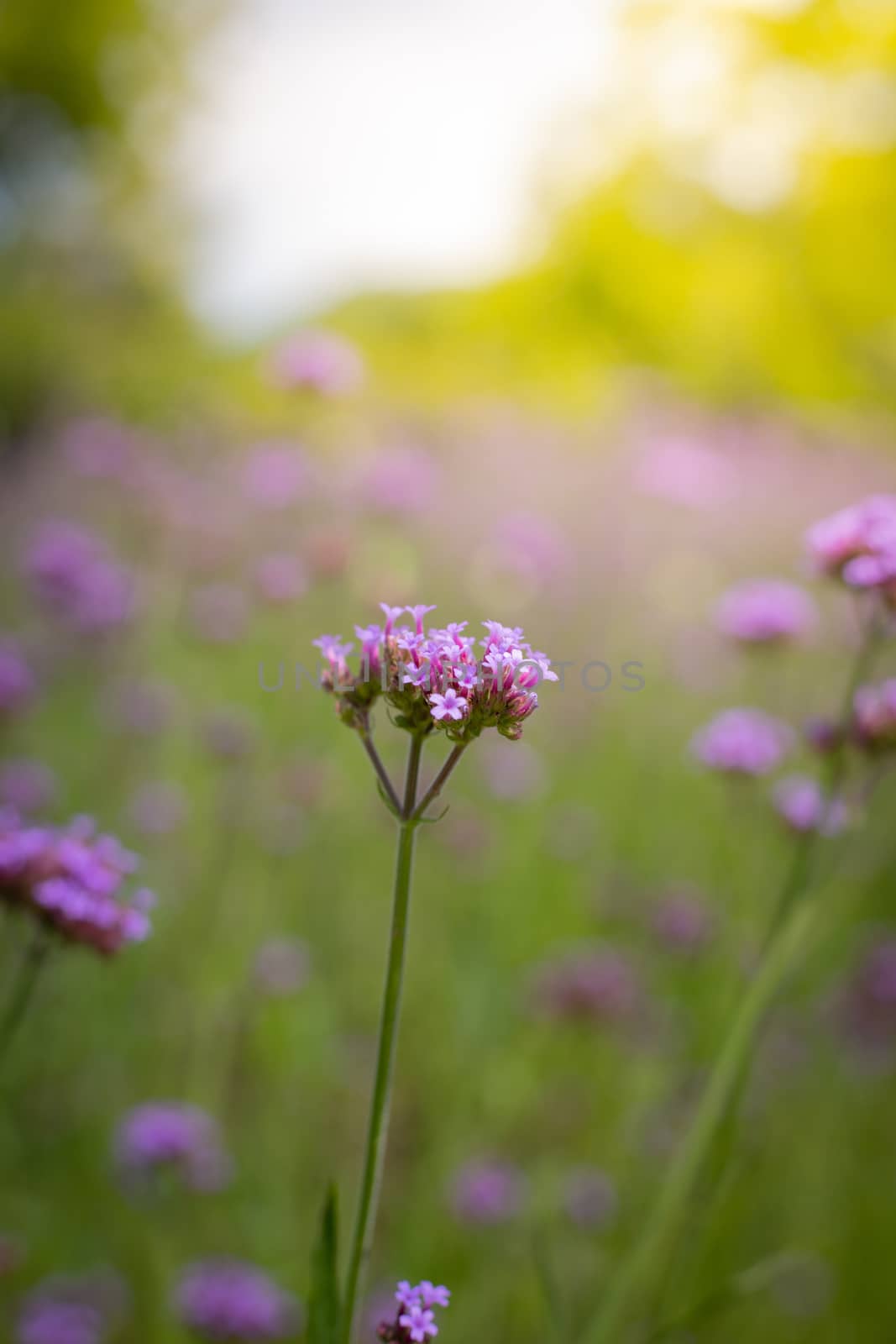The background image of the colorful flowers, background nature