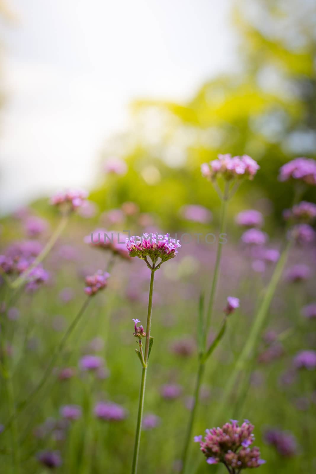 The background image of the colorful flowers, background nature