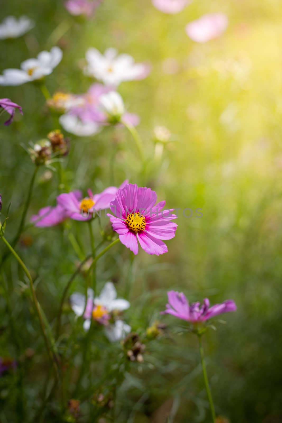 The background image of the colorful flowers, background nature