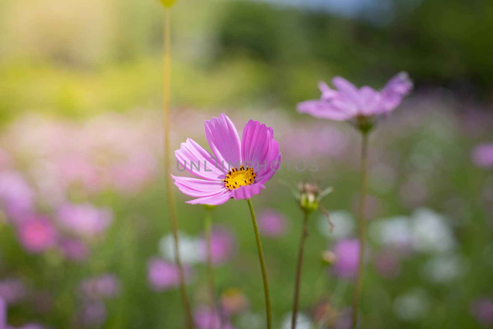 The background image of the colorful flowers, background nature