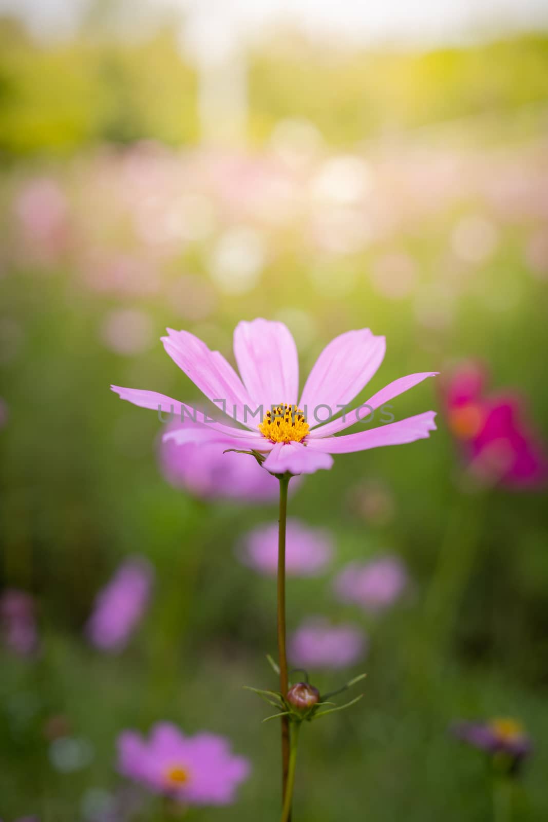 The background image of the colorful flowers, background nature