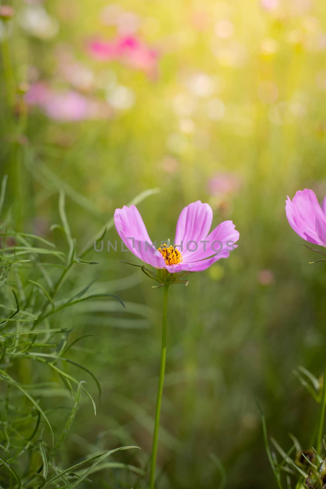 The background image of the colorful flowers, background nature