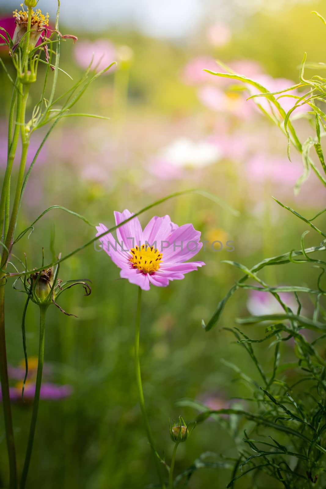 The background image of the colorful flowers, background nature