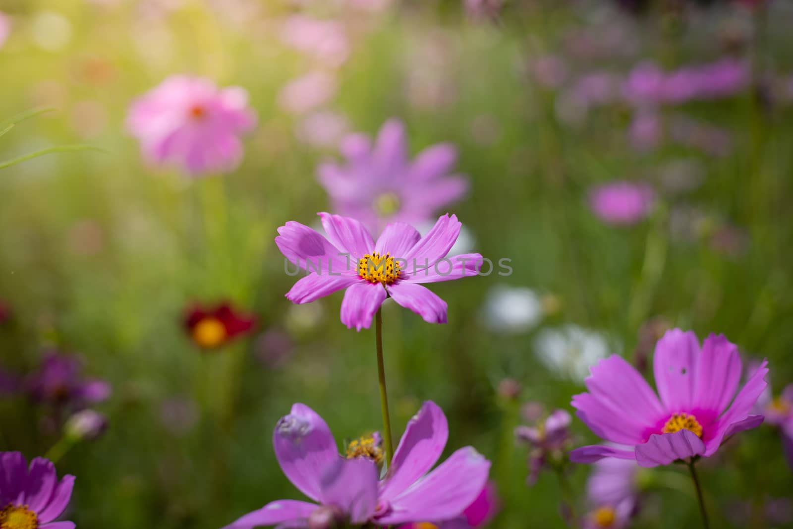 The background image of the colorful flowers, background nature