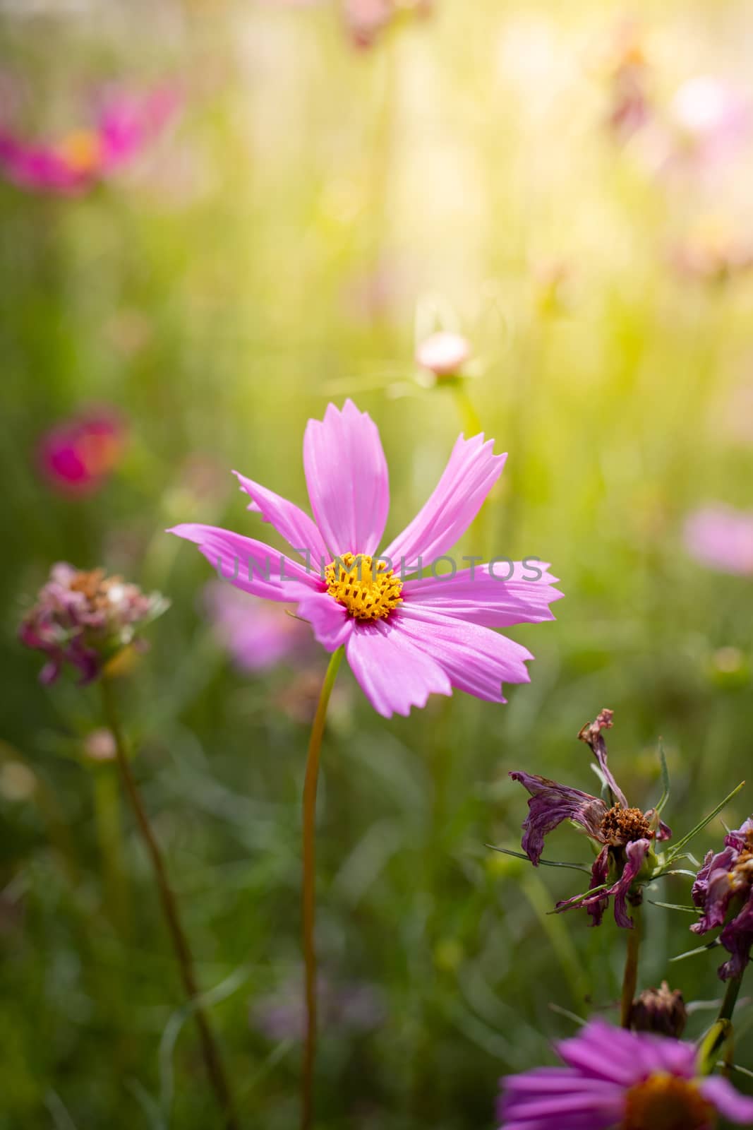 The background image of the colorful flowers, background nature