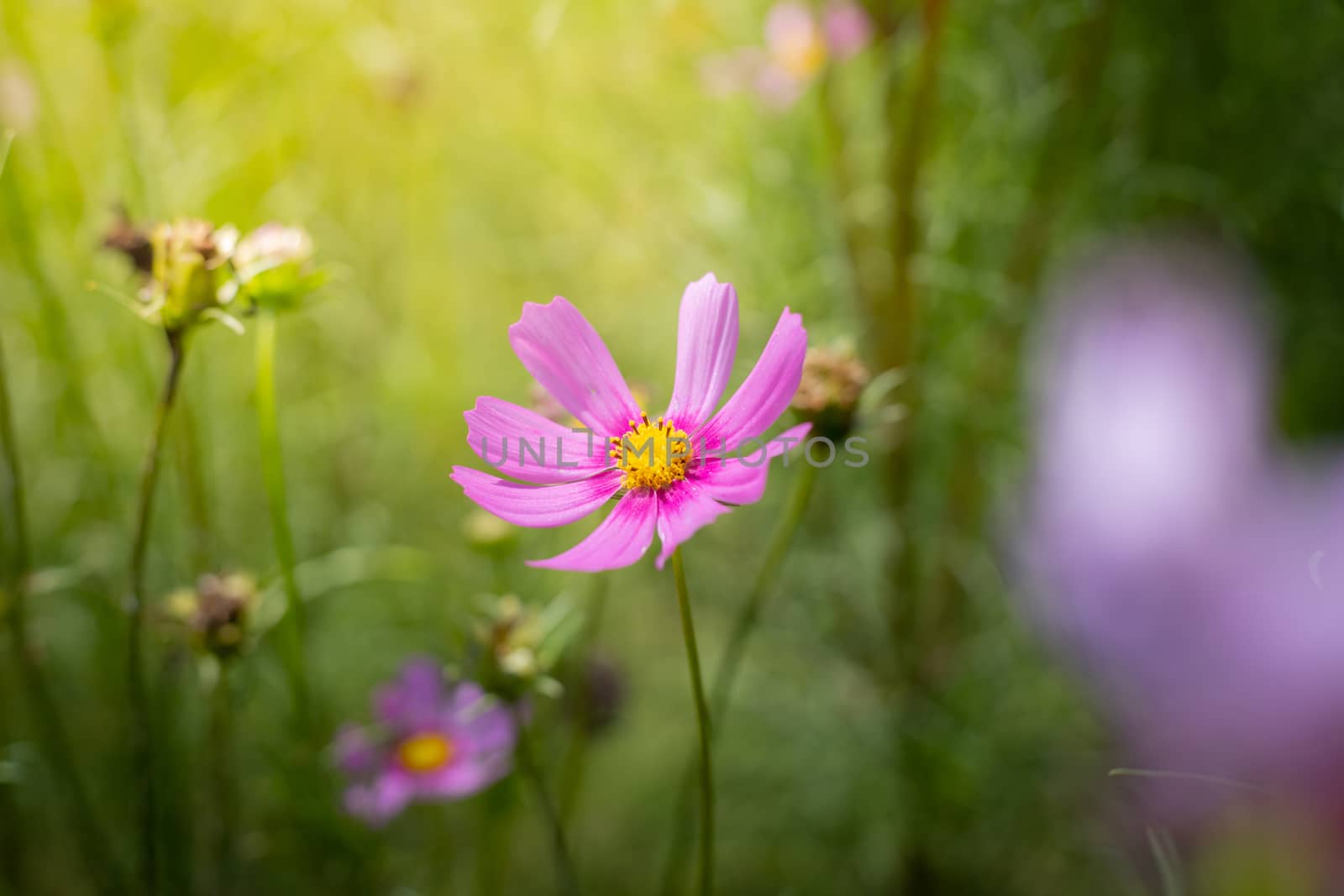 The background image of the colorful flowers, background nature