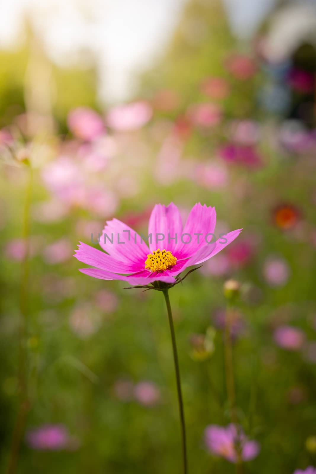 The background image of the colorful flowers, background nature