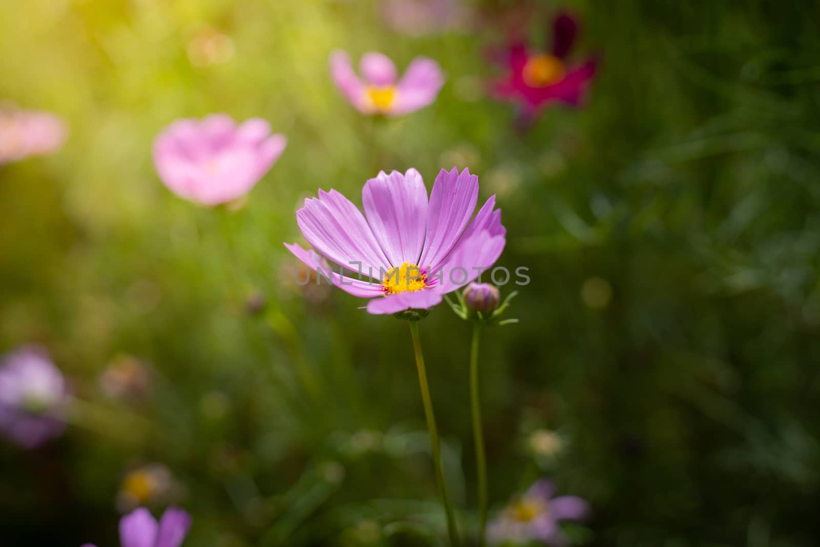 The background image of the colorful flowers, background nature