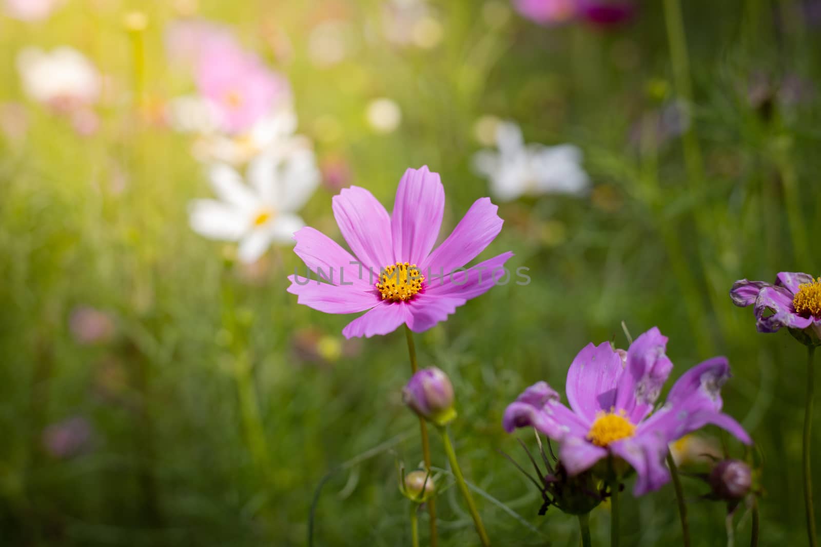 The background image of the colorful flowers, background nature