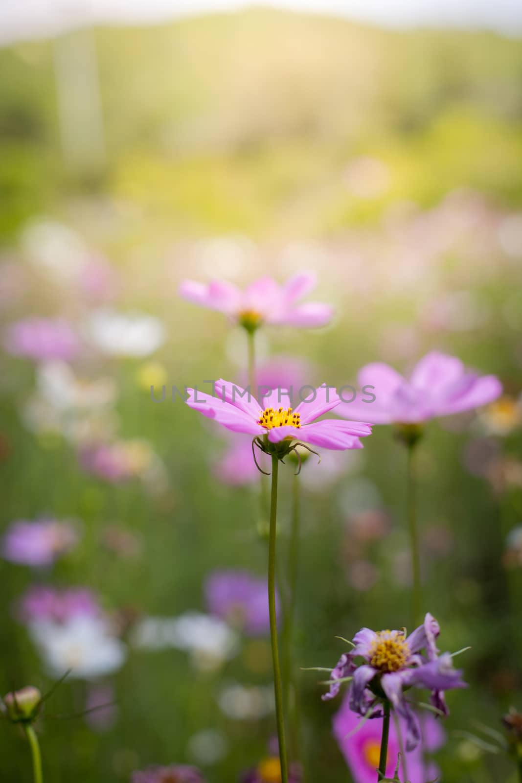 The background image of the colorful flowers, background nature