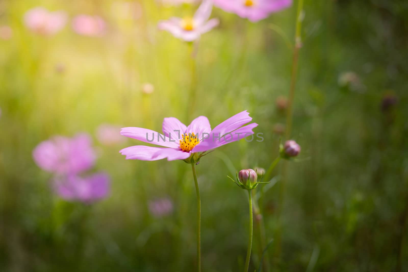 The background image of the colorful flowers, background nature