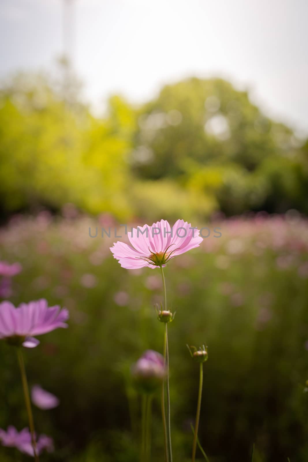 The background image of the colorful flowers, background nature