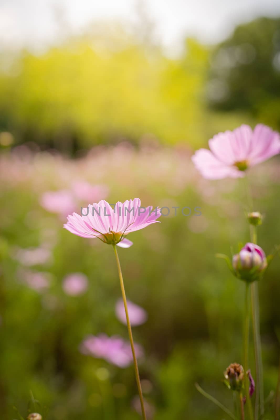 The background image of the colorful flowers, background nature